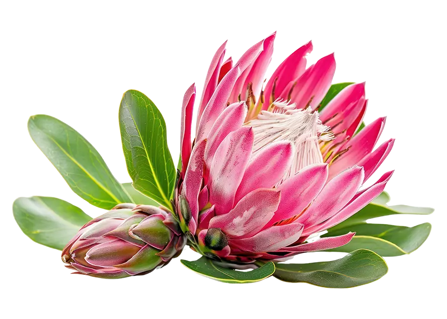 Au coeur de vos racines - Accompagnement du leadership